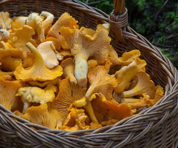 Panier de girolles fraîchement cueillies au restaurant La Table de Trois à Bordeaux